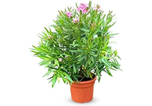 JUNAVERA Nerium oleander | 24 cm pot | 65 cm hoog | 10 takken