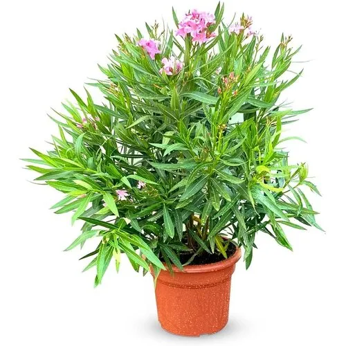 JUNAVERA Nerium oleander | 24 cm pot | 65 cm hoog | 10 takken