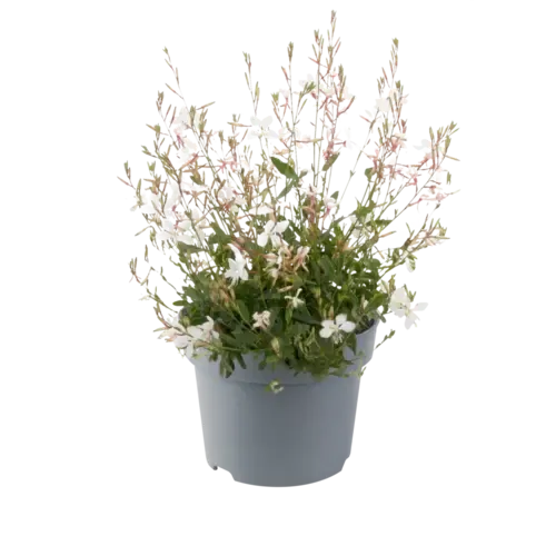 JUNAVERA Prachtkaars | Gaura lindheimeri BELLEZA White | 15 cm pot | ca. 25 cm hoog