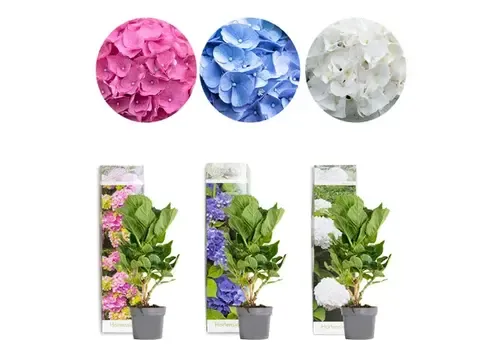 PatioPlant Hydrangea macrophylla gemengd | 9 cm pot | ca. 15 tot 25 cm hoog | verkoop per stuk
