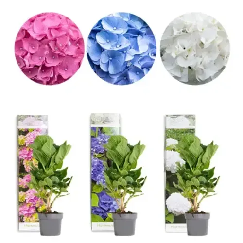 PatioPlant Hydrangea macrophylla gemengd | 9 cm pot | ca. 15 tot 25 cm hoog | verkoop per stuk