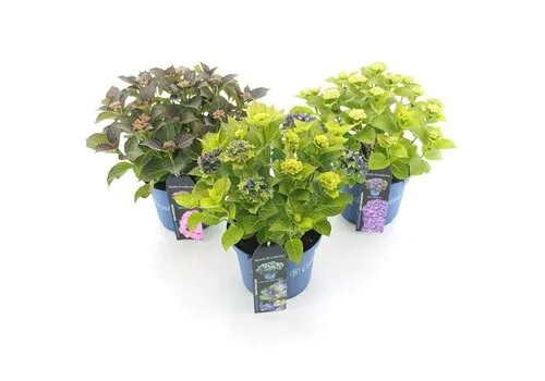 JUNAVERA Hydrangea macrophylla gemengd | 10 cm pot | ca. 15 tot 25 cm hoog | verkoop per stuk