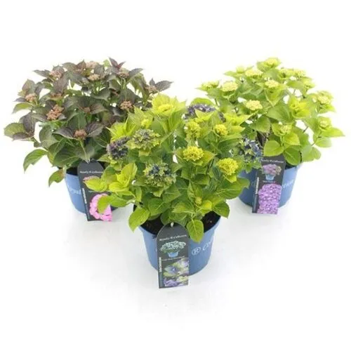 JUNAVERA Hydrangea macrophylla gemengd | 10 cm pot | ca. 15 tot 25 cm hoog | verkoop per stuk