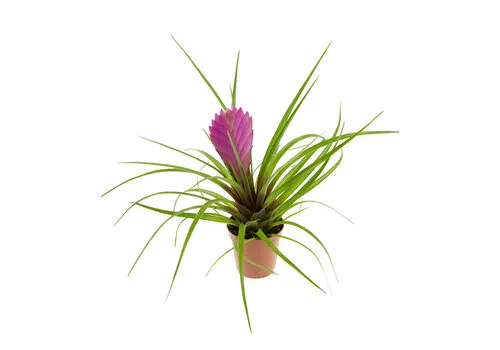 JUNAVERA Tillandsia cyanea paars | 5 cm pot | ca. levering in kweekpot