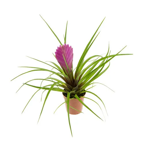 JUNAVERA Tillandsia cyanea paars | 5 cm pot | ca. levering in kweekpot