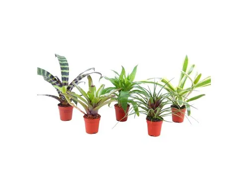 JUNAVERA Bromelia gemengd Forrest | Per stuk | 5,5 cm pot | 15 cm hoog