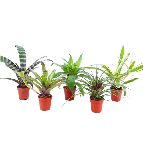 JUNAVERA Bromelia gemengd Forrest | Per stuk | 5,5 cm pot | 15 cm hoog