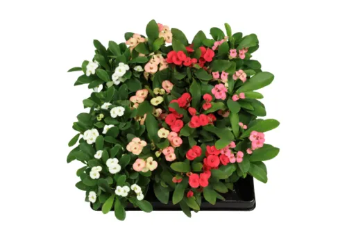 JUNAVERA Christusdoorn (Euphorbia milii) | 6 cm pot | 12 cm hoog | Diverse kleuren | Per stuk