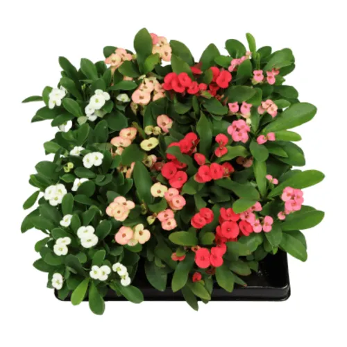 JUNAVERA Christusdoorn (Euphorbia milii) | 6 cm pot | 12 cm hoog | Diverse kleuren | Per stuk