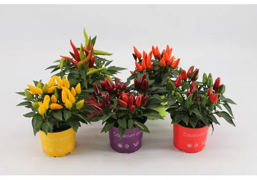 JUNAVERA Capsicum annuum Salsa gemengde kleuren | per stuk | ca. 20 cm hoog | 10,5 cm pot