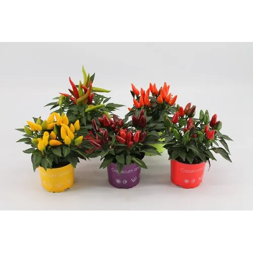 JUNAVERA Capsicum annuum Salsa gemengde kleuren | per stuk | ca. 20 cm hoog | 10,5 cm pot