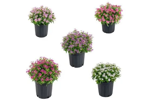 JUNAVERA Catharanthus roseus Soirée | Verschillende kleuren | 10 cm hoog | 6 cm pot | Per stuk