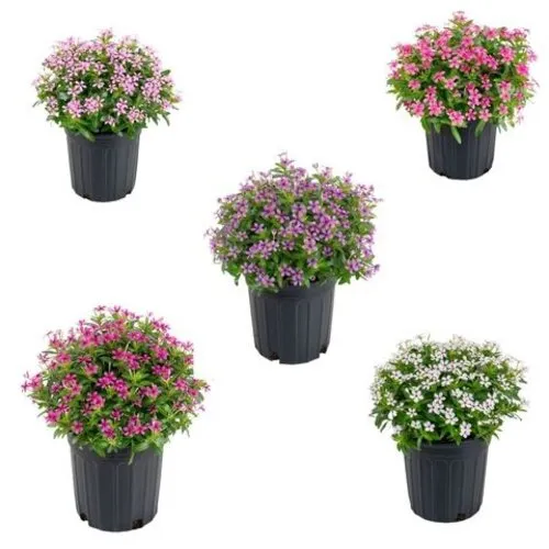 JUNAVERA Catharanthus roseus Soirée | Verschillende kleuren | 10 cm hoog | 6 cm pot | Per stuk