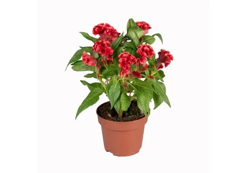JUNAVERA Celosia Argentea Var. Cristata Tasty Twist | 12 cm pot | ca. 30 cm hoog
