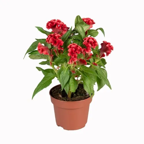 JUNAVERA Celosia Argentea Var. Cristata Tasty Twist | 12 cm pot | ca. 30 cm hoog