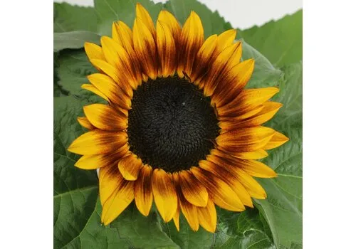 JUNAVERA Helianthus annuus Tiger Eye | Zonnebloem | 15 tot 25 cm hoog | 12 cm pot