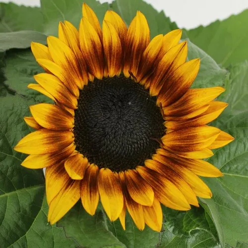 JUNAVERA Helianthus annuus Tiger Eye | Zonnebloem | 15 tot 25 cm hoog | 12 cm pot