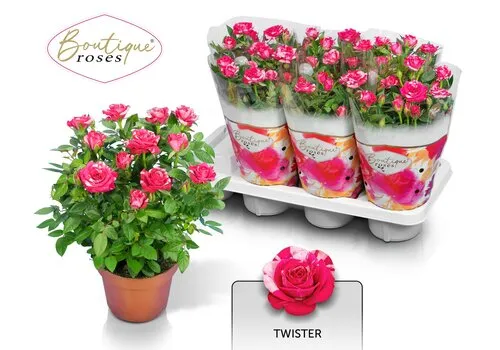 JUNAVERA Rosa Twin Color roze en wit | ca. 25 cm hoog | 14 cm pot