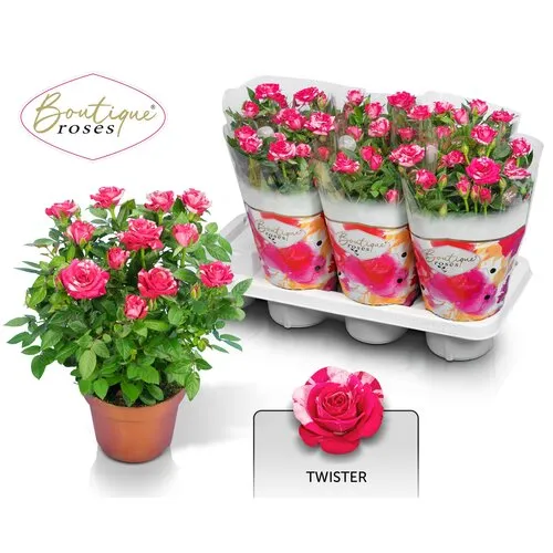 JUNAVERA Rosa Twin Color roze en wit | ca. 25 cm hoog | 14 cm pot