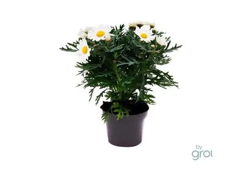 JUNAVERA Argyranthemum frutescens La Rita Compact White | 25 cm hoog | 12 cm pot