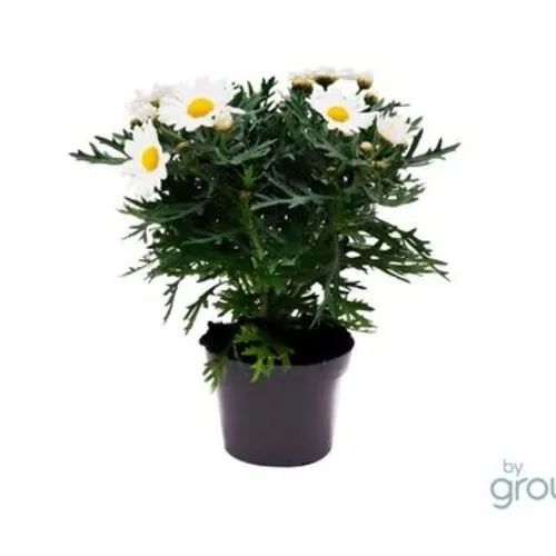 JUNAVERA Argyranthemum frutescens La Rita Compact White | 25 cm hoog | 12 cm pot