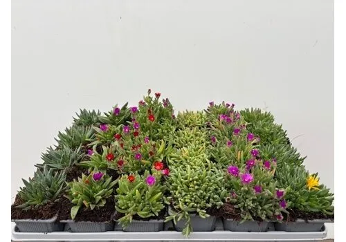 JUNAVERA Delosperma cooperi diverse kleuren | 7 cm pot | verkoop per stuk