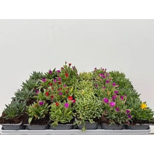 JUNAVERA Delosperma cooperi diverse kleuren | 7 cm pot | verkoop per stuk