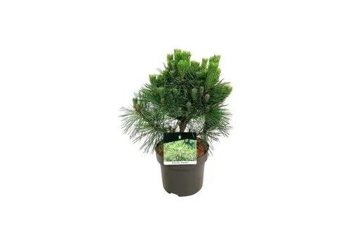 JUNAVERA Pinus thunbergii | Japanse zwarte den | 45 cm hoog | 18 cm pot