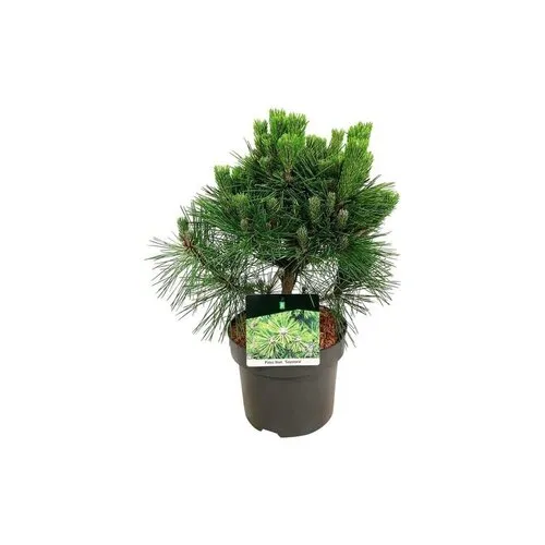 JUNAVERA Pinus thunbergii | Japanse zwarte den | 45 cm hoog | 18 cm pot