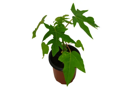 JUNAVERA Carica Papaya | Papayaplant | 28 cm hoog | 12 cm pot