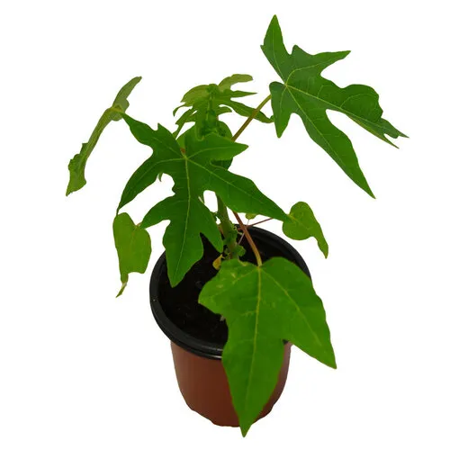 JUNAVERA Carica Papaya | Papayaplant | 28 cm hoog | 12 cm pot