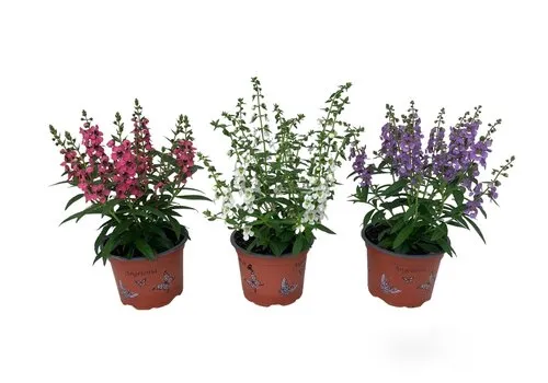 JUNAVERA Angelonia gemengde kleuren | 10,5 cm pot | ca. 20 cm hoog | per stuk