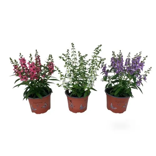 JUNAVERA Angelonia gemengde kleuren | 10,5 cm pot | ca. 20 cm hoog | per stuk