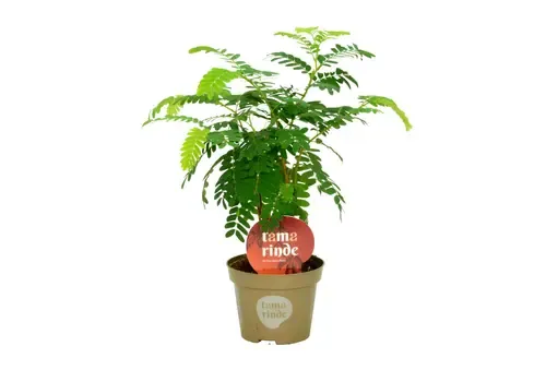 JUNAVERA Tamarindus indica | Tamarinde | 12 cm pot | 45 cm hoog