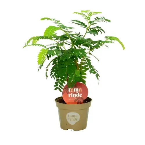JUNAVERA Tamarindus indica | Tamarinde | 12 cm pot | 45 cm hoog