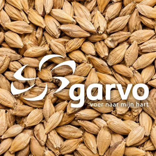 Garvo Duivengerst (5311)