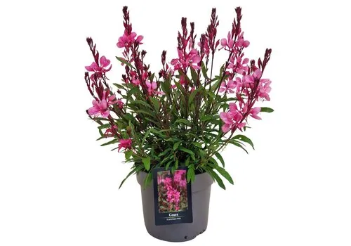 JUNAVERA Gaura lindheimeri Gaudi Rose | Prachtkaars | 20 tot 30 cm hoog | 13 cm pot