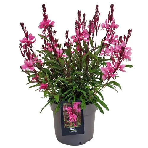 JUNAVERA Gaura lindheimeri Gaudi Rose | Prachtkaars | 20 tot 30 cm hoog | 13 cm pot