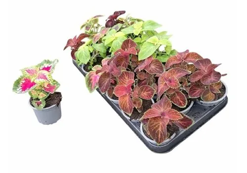 JUNAVERA Plectranthus Coleus mix kleuren | Verkoop per stuk | 9 cm pot