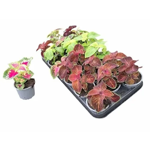 JUNAVERA Plectranthus Coleus mix kleuren | Verkoop per stuk | 9 cm pot