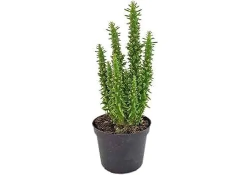 JUNAVERA Opuntia subulata | Eva's naald | 12 cm pot | 24 cm hoog