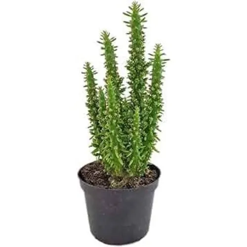 JUNAVERA Opuntia subulata | Eva's naald | 12 cm pot | 24 cm hoog