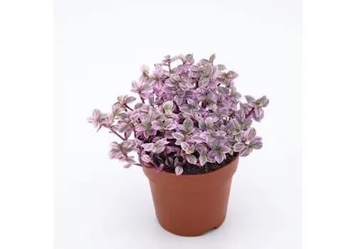 JUNAVERA Tradescantia fluminensis | Vaderplant | 5 cm pot | 9 cm hoog