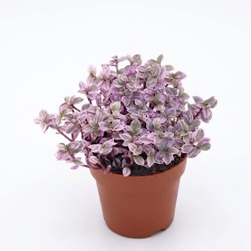 JUNAVERA Tradescantia fluminensis | Vaderplant | 5 cm pot | 9 cm hoog