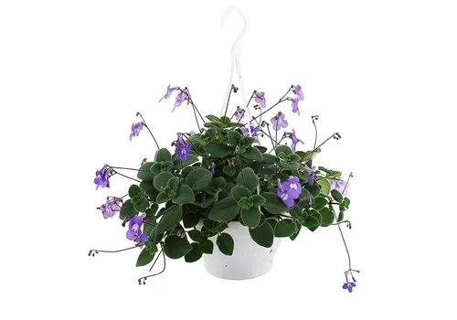 JUNAVERA Streptocarpus saxorum | Kaapse primula | 25 cm hangpot | ca. 25 cm hoog