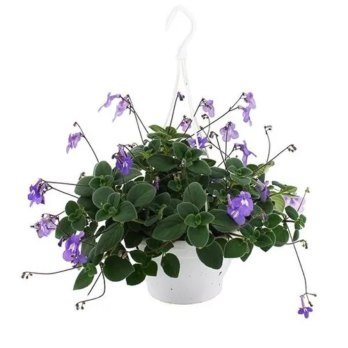 JUNAVERA Streptocarpus saxorum | Kaapse primula | 25 cm hangpot | ca. 25 cm hoog