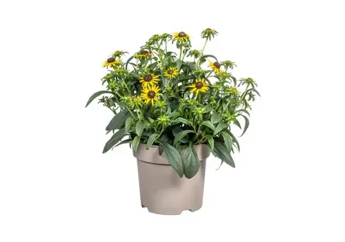 JUNAVERA Gele zonnehoed (Rudbeckia) | 32 cm hoog | 13 cm pot