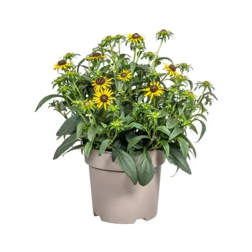JUNAVERA Gele zonnehoed (Rudbeckia) | 32 cm hoog | 13 cm pot