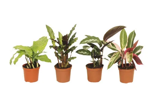 JUNAVERA Calathea gemengd | 7 cm pot | 15 cm hoog | per stuk