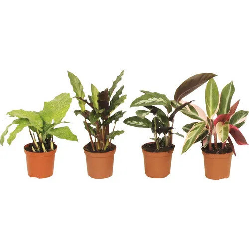 JUNAVERA Calathea gemengd | 7 cm pot | 15 cm hoog | per stuk